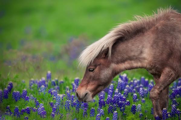 马,草,鲜花