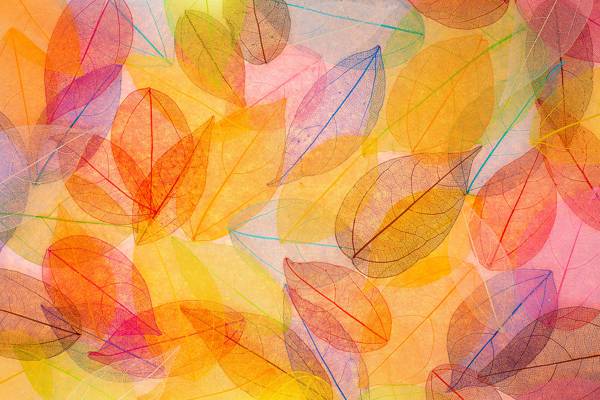 壁纸秋天,抽象,背景,叶子,秋天,叶子,多彩,透明