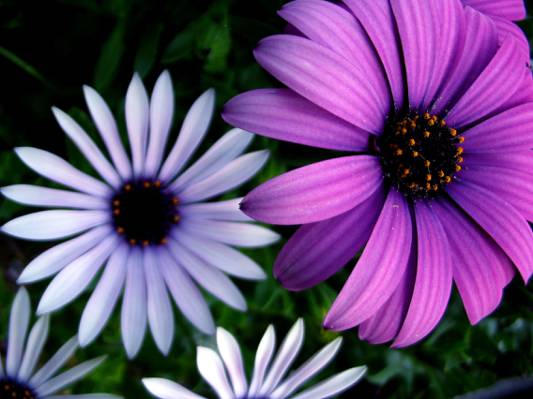 白色和紫色的花朵高清壁纸