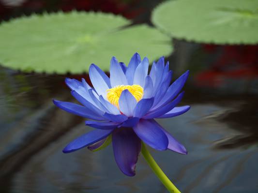 睡莲,花,叶,水,蓝色,百合,莲花,池塘