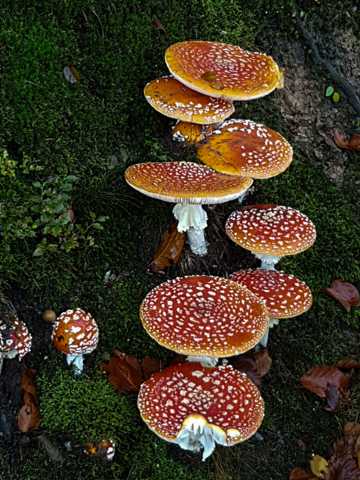 红色飞木耳蘑菇图片