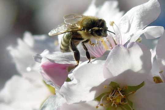 鲜花上采蜜的蜜蜂图片