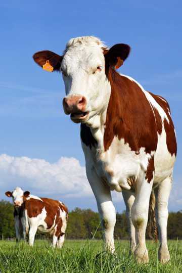 草原上的奶牛高清图片