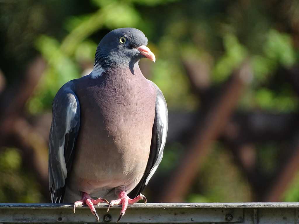 一只可爱的灰鸽子照相图片