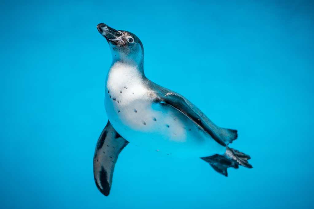 企鹅游泳拍摄图