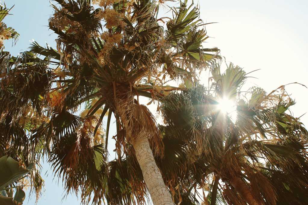 光照下的椰子树图片