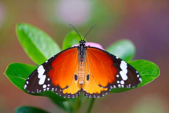 漂亮的野生蝴蝶图片