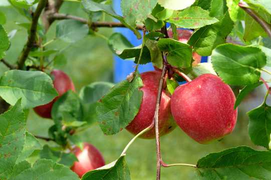 苹果树上成熟红苹果图片