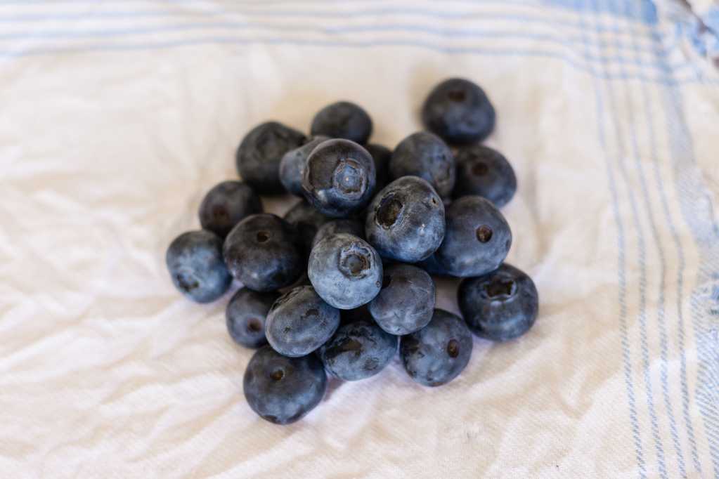 蓝莓果子图片