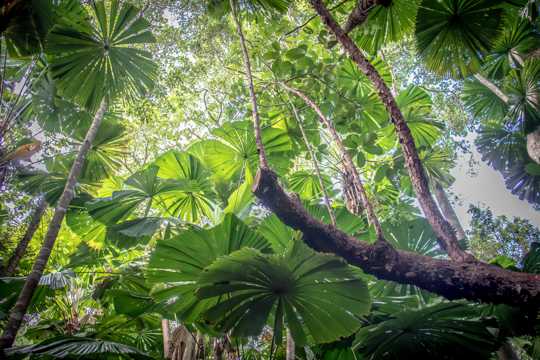 热带雨林的绿叶图片