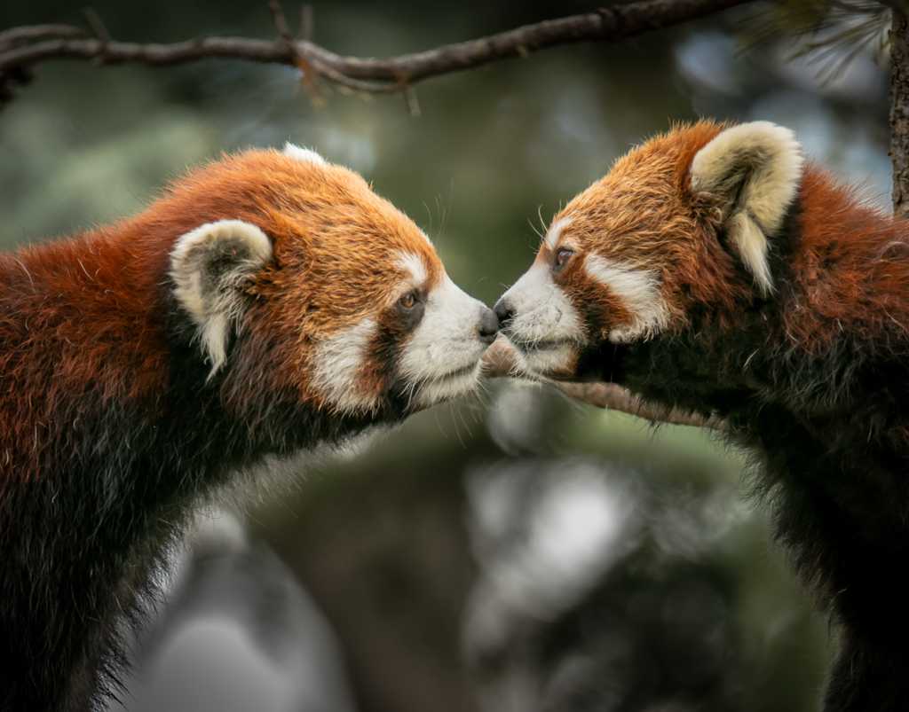两只小熊猫亲吻图片