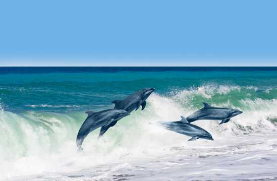 大海中跳跃的海豚