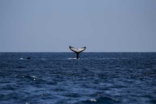 体型浩大的鲸鱼图片