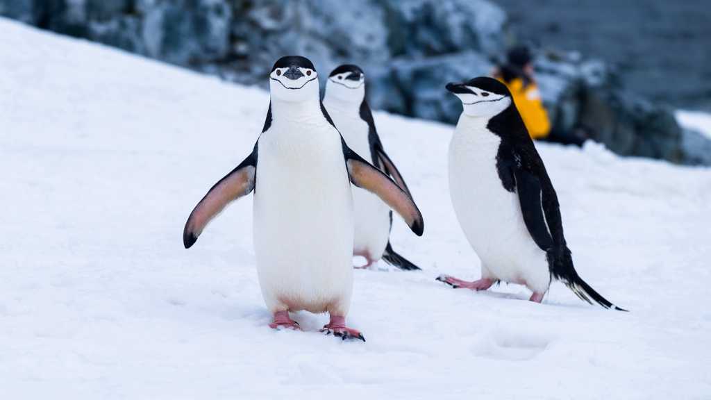 可人南极企鹅图片