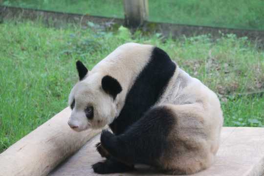 乖巧的大熊猫图片