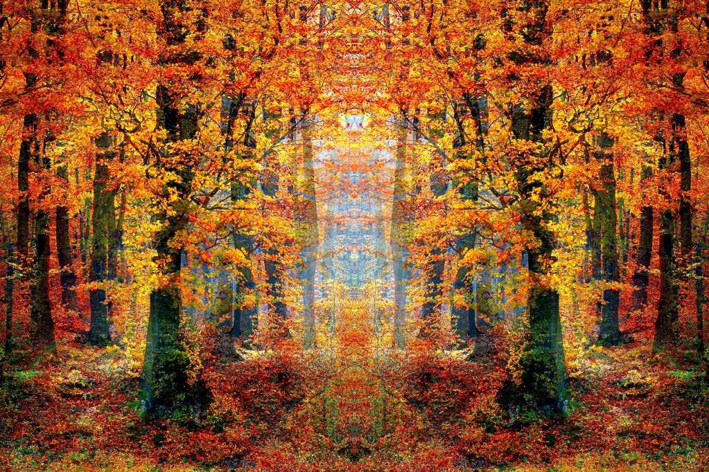 秋日的树林图片