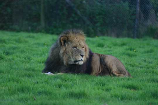 草地上的大狮子图片