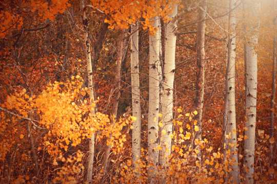 秋季树木景色图片