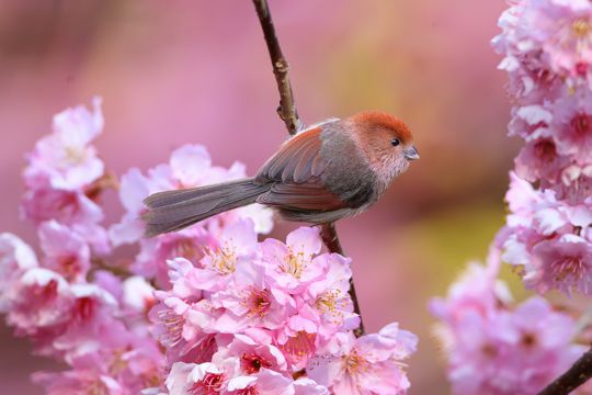 桃花树枝上的红头鸦雀