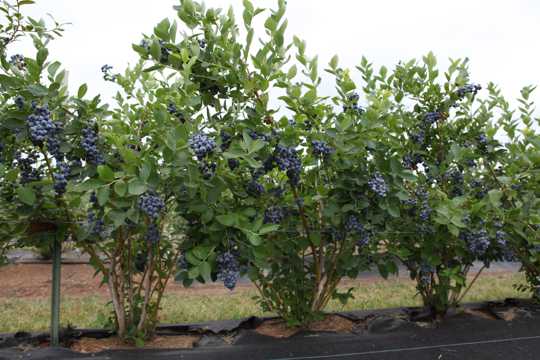茂密的蓝莓树图片