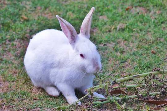 纯白色萌宠兔图片