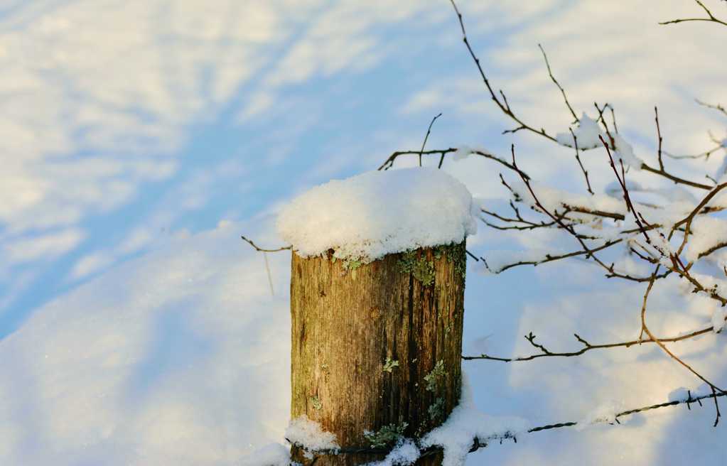 冬季雪地上的木桩图片