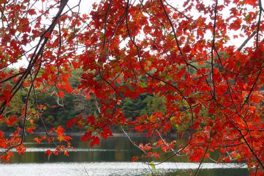 秋季红色树叶景致图片
