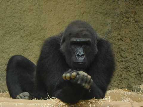 黑色的大猩猩图片