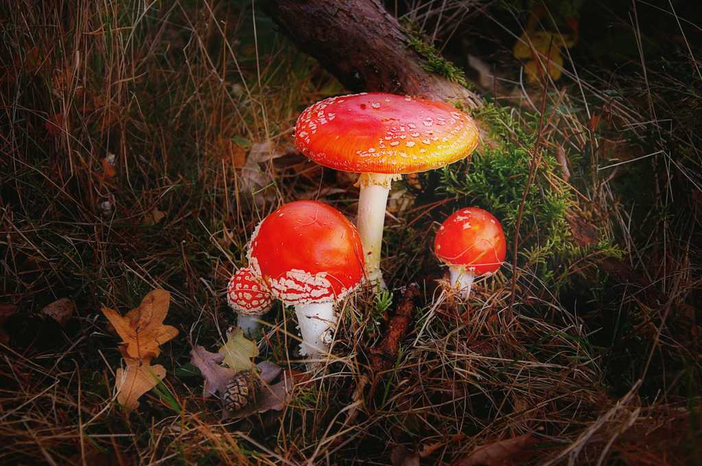 树林中飞木耳蘑菇