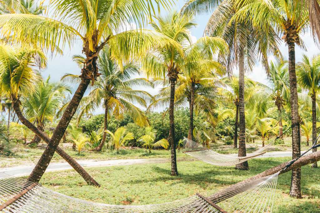 椰子丛林景象图片