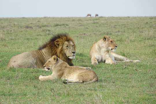 肯尼亚草场的狮子图片