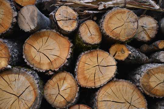 被砍伐的木材图片