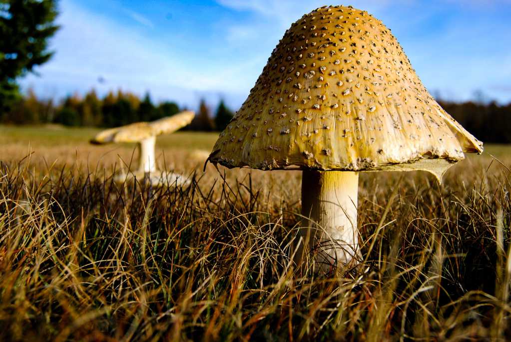 菌类蘑菇近景特写图片
