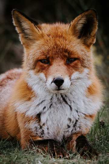 好看的红狐狸图片