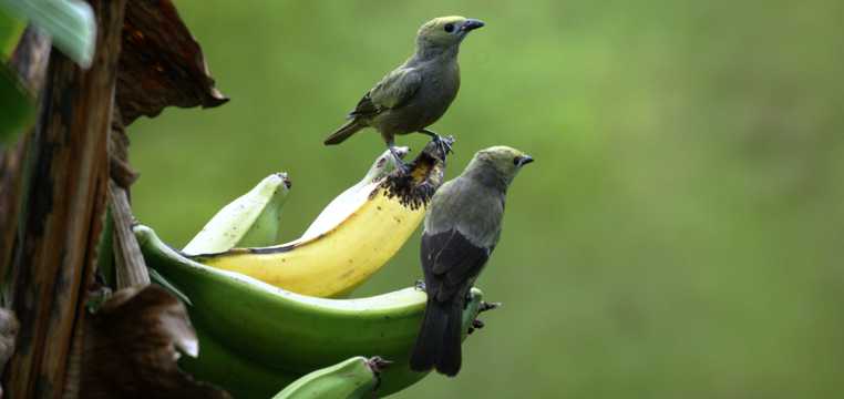 香蕉上的小鸟图片