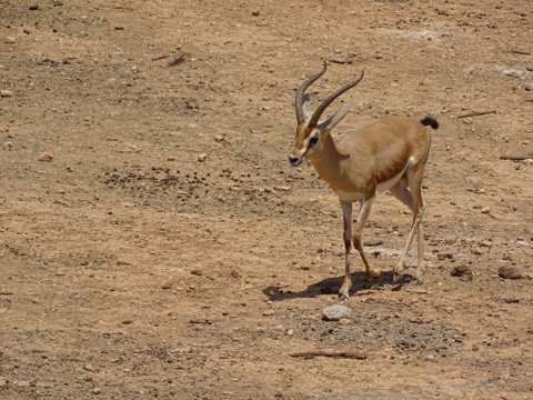 南非草地上的瞪羚图片