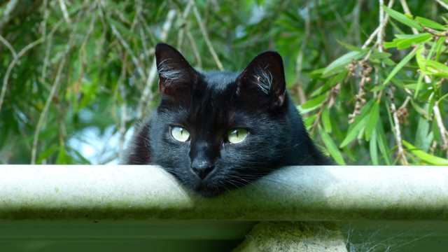 呆萌可人的黑猫图片