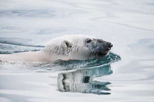 游泳的北极熊图片