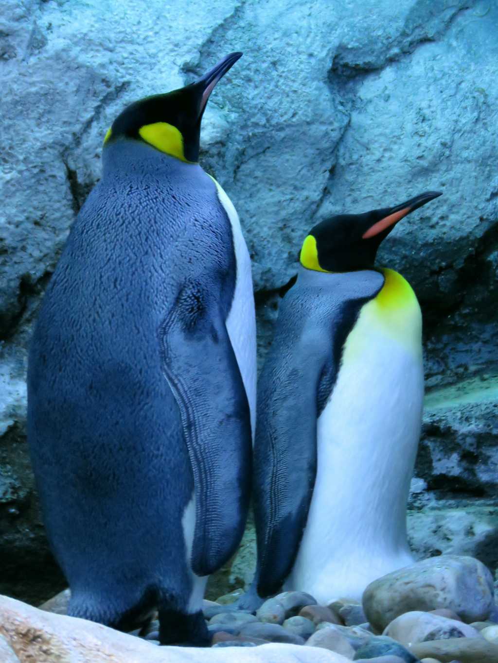 两只呆萌的企鹅图片