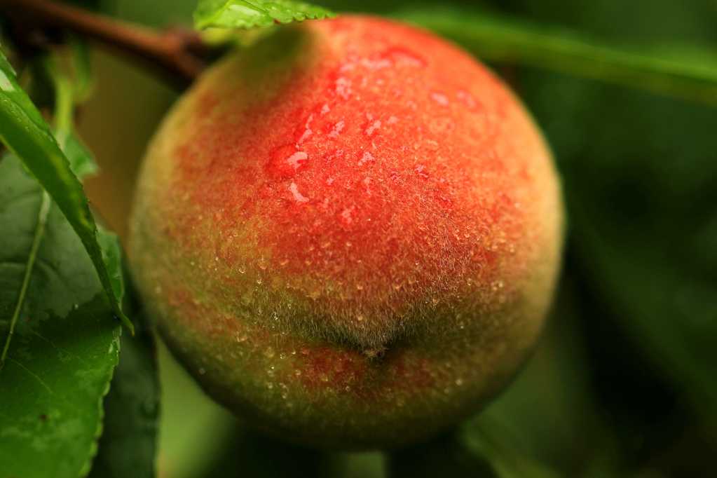 树上的桃子高清图片