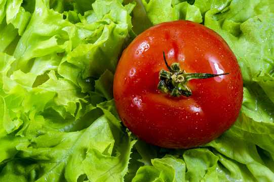 西红柿与生菜图片
