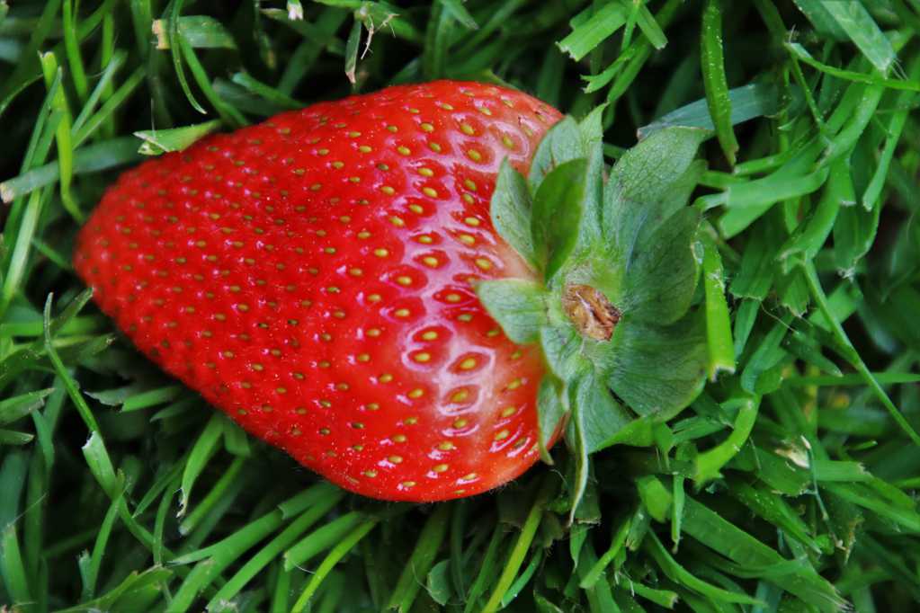 一颗草莓特写图片