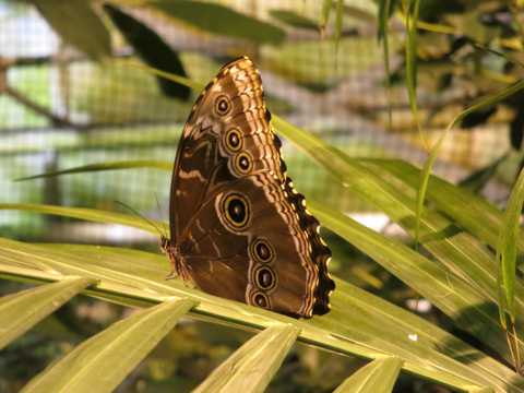 棕色的翠凤蝶图片