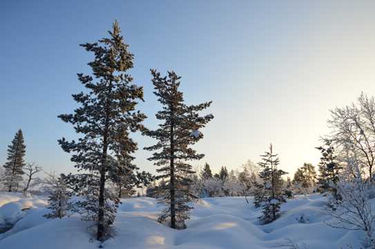 白雪树木景致