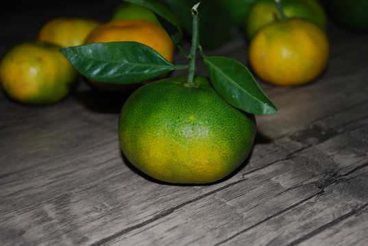 柑橘水果特写图片