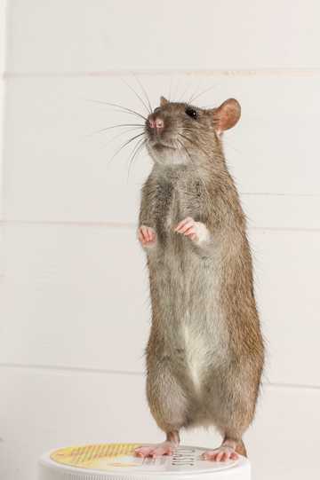 小巧可人的老鼠图片