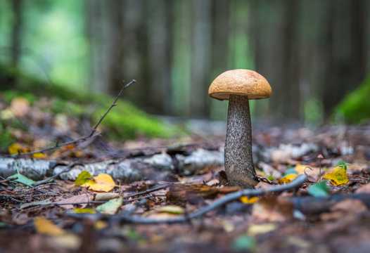 树林里的菌菇图片