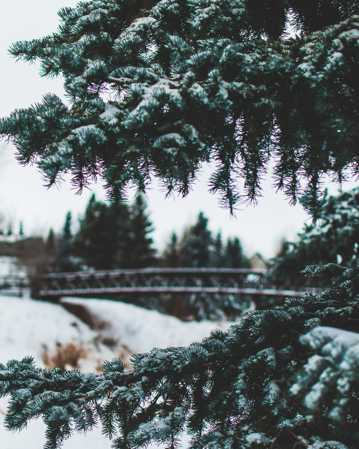 积雪的树木图片