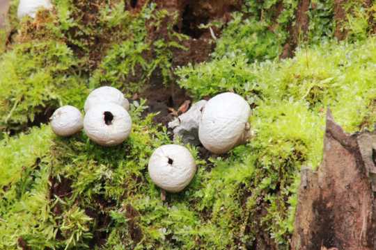 白蘑菇包图片