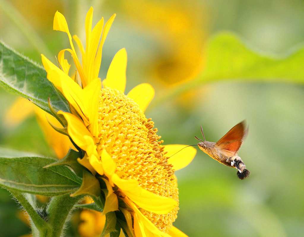 葵花上的蜂鸟鹰蛾图片